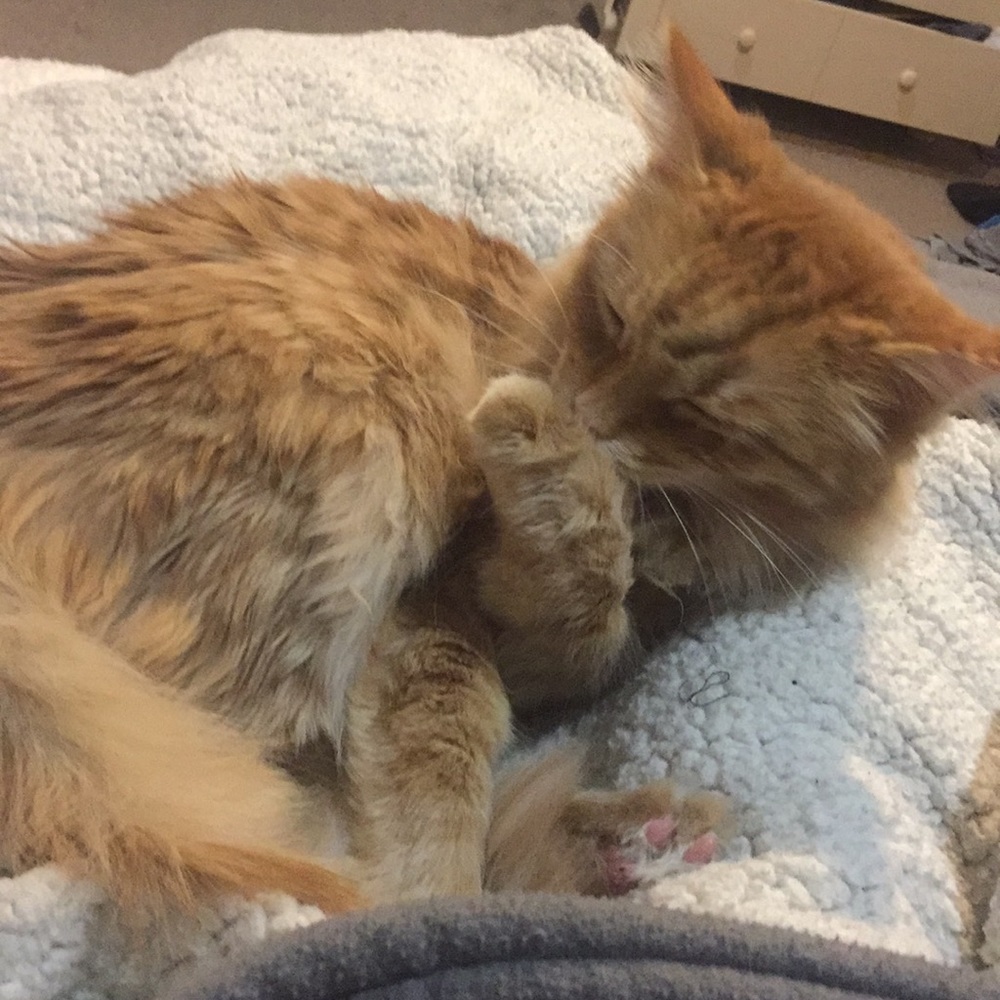 Meet your Posher, Lilindsay